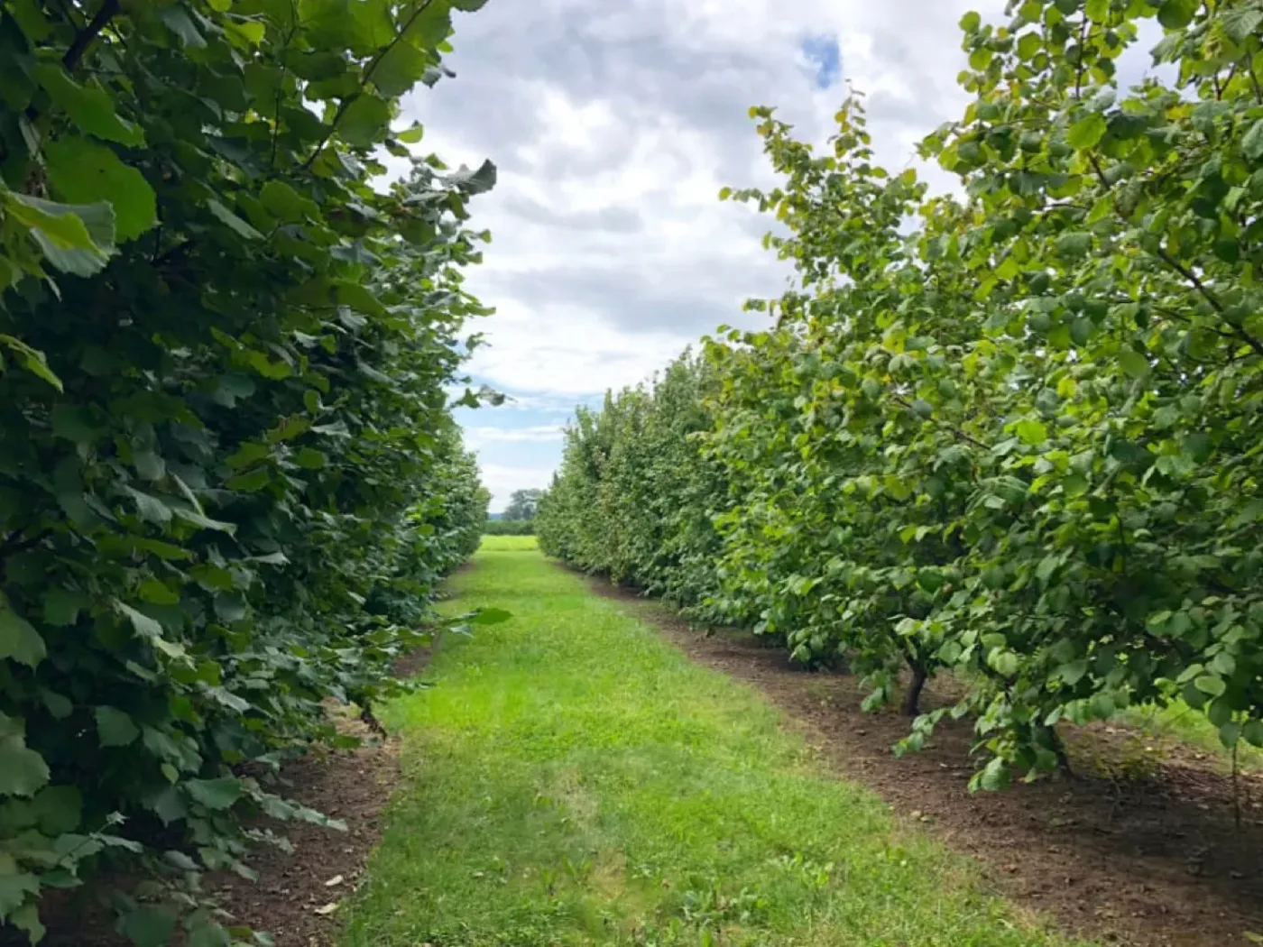 Hilera de avellanos europeos con la caída del fruto al suelo, en un huerto del sur de Chile
